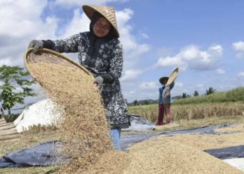 Mentan: Harga Gabah Tidak Boleh Turun Dari HPP Rp6.500 Selama Masa Panen