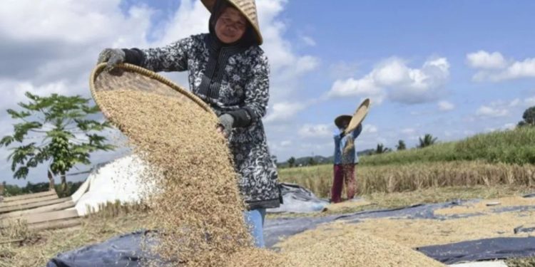 Mentan: Harga Gabah Tidak Boleh Turun Dari HPP Rp6.500 Selama Masa Panen
