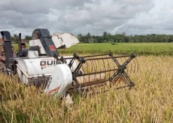 Bantul Alami Surplus Produksi Beras 55 Ribu Ton pada 2024