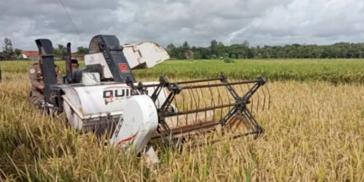 Bantul Alami Surplus Produksi Beras 55 Ribu Ton pada 2024