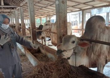 Vaksinasi PMK di Bantul Capai 13.150 Dosis pada Januari-Februari 2025