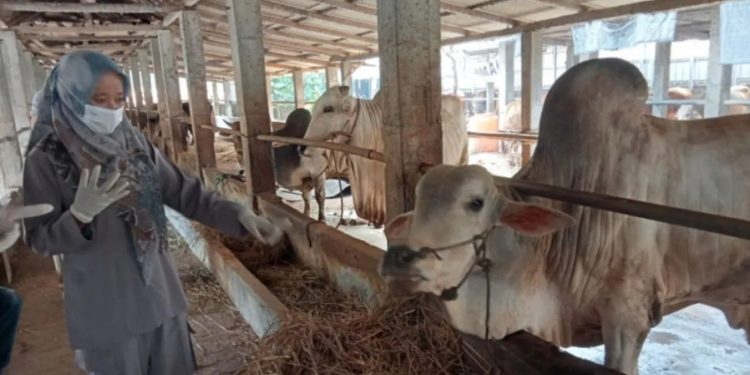 Vaksinasi PMK di Bantul Capai 13.150 Dosis pada Januari-Februari 2025