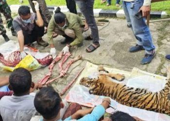 Kementerian Kehutanan Tegaskan Akan Tindak Tegas Perburuan Harimau Sumatera