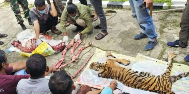 Kementerian Kehutanan Tegaskan Akan Tindak Tegas Perburuan Harimau Sumatera