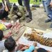 Kementerian Kehutanan Tegaskan Akan Tindak Tegas Perburuan Harimau Sumatera