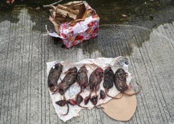 Tempo Terima Kiriman Bangkai Tikus yang Dipenggal, Teror Terhadap Media Berlanjut