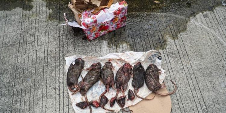 Tempo Terima Kiriman Bangkai Tikus yang Dipenggal, Teror Terhadap Media Berlanjut