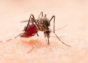 Penyebaran DBD Banyak Menyerang Pelajar di Bantul, Fogging Dilakukan di Sekolah-sekolah