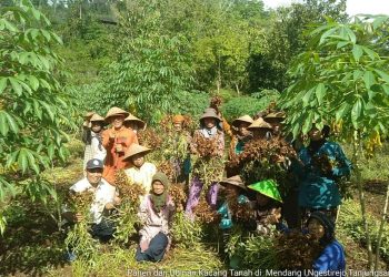 Panen Raya Kacang Dimulai, Petani Gunungkidul Nikmati Hasil Melimpah
