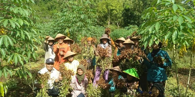 Panen Raya Kacang Dimulai, Petani Gunungkidul Nikmati Hasil Melimpah