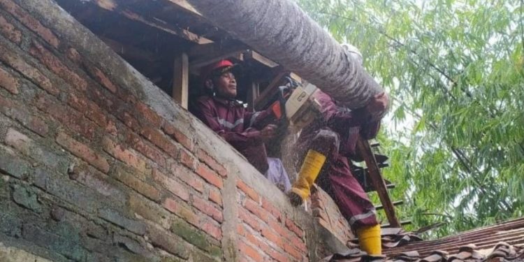 Diterjang Angin Kencang, Dua Rumah dan Gedung SD di Sleman Rusak Tertimpa Pohon