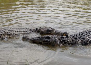 Buaya Muncul Lagi di Sungai Progo Bantul, Warga Diminta Tak Sendirian Saat Beraktivitas
