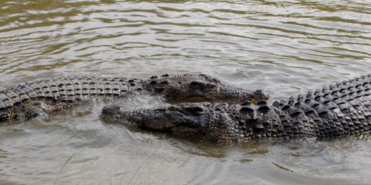Buaya Muncul Lagi di Sungai Progo Bantul, Warga Diminta Tak Sendirian Saat Beraktivitas