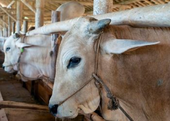 Menjelang Iduladha, Minat Warga Kulonprogo Membeli Hewan Kurban Menurun