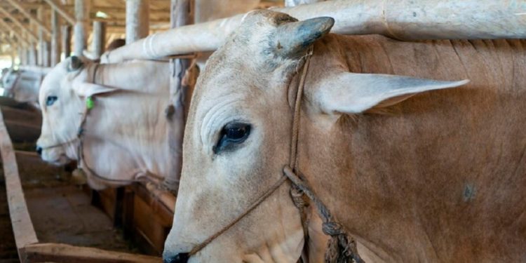 Menjelang Iduladha, Minat Warga Kulonprogo Membeli Hewan Kurban Menurun