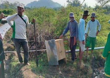 179 Hektare Sawah di Sleman Diserang Tikus Sepanjang Awal 2025, Petani Gelar Aksi Gropyokan Massal