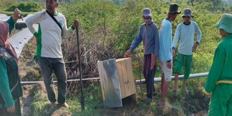 179 Hektare Sawah di Sleman Diserang Tikus Sepanjang Awal 2025, Petani Gelar Aksi Gropyokan Massal