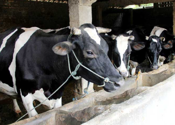 Investasi Modern di Dunia Peternakan Makin Dilirik Anak Muda lewat Kemitraan Cerdas