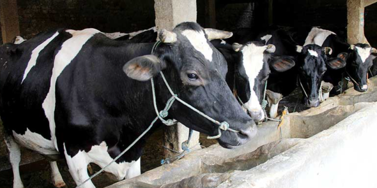 Investasi Modern di Dunia Peternakan Makin Dilirik Anak Muda lewat Kemitraan Cerdas