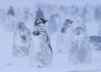 National Geographic/Bertie Gregory/Handout via REUTERS