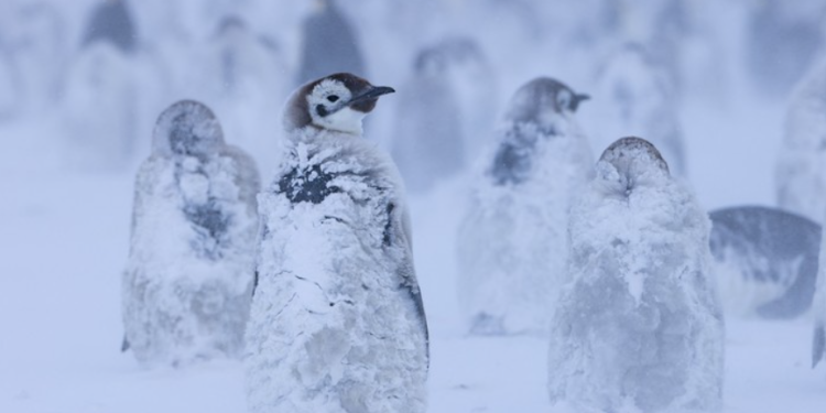 National Geographic/Bertie Gregory/Handout via REUTERS