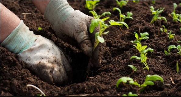 Inovasi Hijau Kota Blitar Menuju Lingkungan Bersih dan Berkelanjutan
